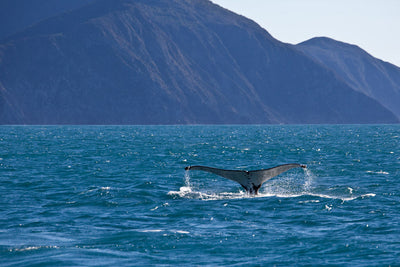 Whaler’s Daughter: A 1950s Childhood on Arapaoa Island, New Zealand