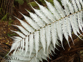 New Beginnings: Four Pāua Pearl Pieces for Spring