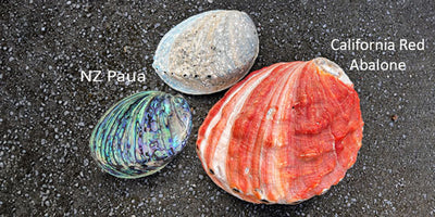 What are Abalone Pearls?