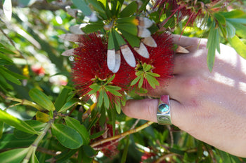 Give the gift of New Zealand's Ocean Treasures This Christmas