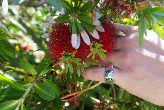 Give the gift of New Zealand's Ocean Treasures This Christmas
