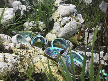 Paua dead after Kaikoura Earthquake