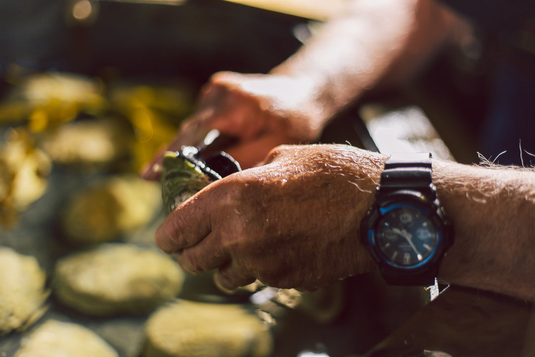 Iridescent pāua shell on New Zealand rocky reef showing blue green purple nacre