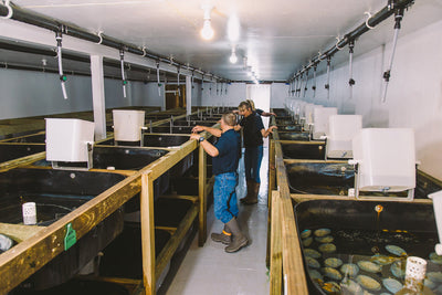 Why New Zealand Needs More Paua Farms: Lessons from Arapawa Blue Pearls