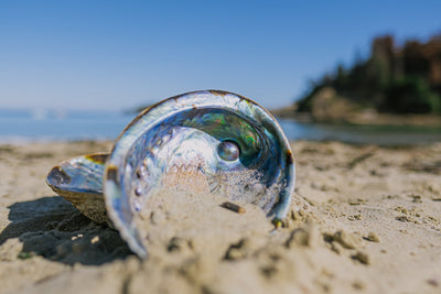 The Untold Story of New Zealand Paua