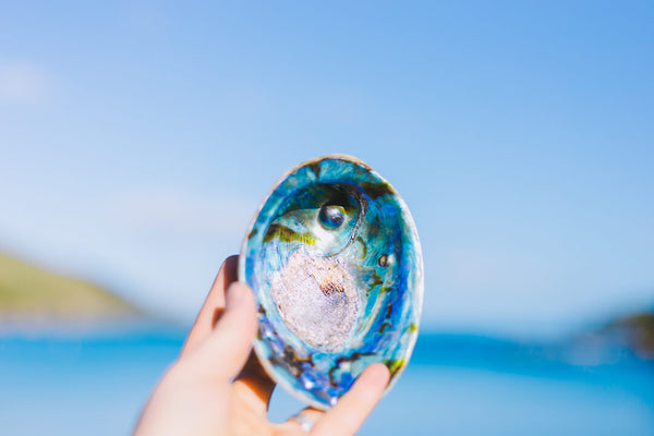Paua shell with pearl for Arapawa Blue Pearls on Arapawa Island, Marlborough Sounds NZ
