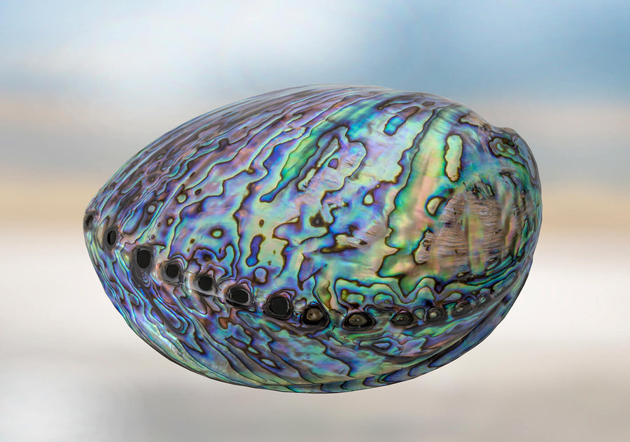 Arapawa Blue Pearls produces around ten different colour types, including rare blue. All hues match the unique palette of the Haliotis iris mother of pearl.