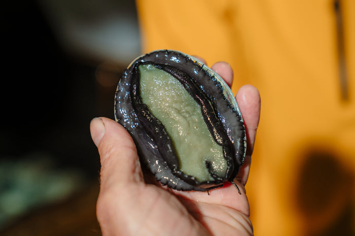 Luxury Paua Pearl Tours