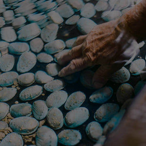 Paua cultivation for Arapawa Blue Pearls on Arapawa Island, Marlborough Sounds NZ